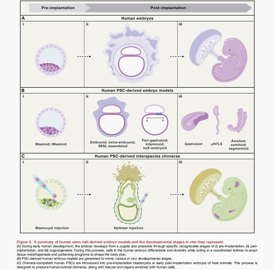 Toward developing human organs via embryo models and chimeras  通过胚胎模型和嵌合体发育人体器官